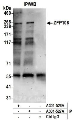 ZFP106 Rabbit anti-Human, Mouse, Polyclonal, Bethyl Laboratories 100 &mu;L;