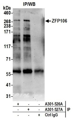 ZFP106 Rabbit anti-Human, Polyclonal, Bethyl Laboratories 100 &mu;L; Unconjugated:Antibodies,