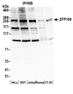 ZFP106 Rabbit anti-Human, Mouse, Polyclonal, Bethyl Laboratories 100 &mu;L;