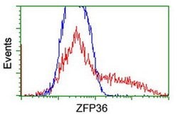 ZFP36 Monoclonal Antibody (OTI4B10), TrueMAB , OriGene 100 &mu;L; Unconjugated:Antibodies,