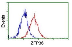 ZFP36 Monoclonal Antibody (OTI4B10), TrueMAB , OriGene 100 &mu;L; Unconjugated:Antibodies,