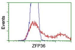 ZFP36 Monoclonal Antibody (OTI1F2), TrueMAB , OriGene 100 &mu;L; Unconjugated:Antibodies,