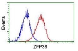 ZFP36 Mouse anti-Human, Clone: OTI1A2, liquid, TrueMAB 100 &mu;L; Unconjugated:Antibodies,