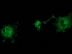 ZFP36 Monoclonal Antibody (OTI1H6), TrueMAB , OriGene 100 &mu;L; Unconjugated:Antibodies,