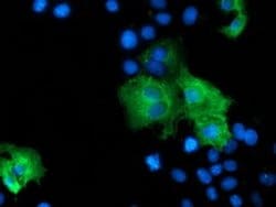 ZFP36 Monoclonal Antibody (OTI4E1), TrueMAB , OriGene 100 &mu;L; Unconjugated:Antibodies,