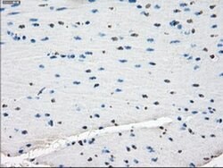 ZFP36 Mouse anti-Human, Clone: OTI8B5, liquid, TrueMAB 100 &mu;L | Buy Online | Origene Technologies | Fisher Scientific