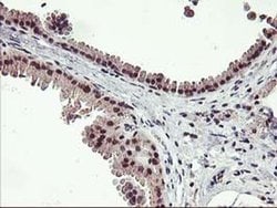 ZFP36 Mouse anti-Human, Clone: OTI1A2, liquid, TrueMAB 100 &mu;L; Unconjugated:Antibodies,