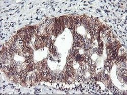 ZFP36 Mouse anti-Human, Clone: OTI1A2, liquid, TrueMAB 100 &mu;L; Unconjugated:Antibodies,