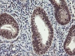 ZFP36 Mouse anti-Human, Clone: OTI1A2, liquid, TrueMAB 100 &mu;L; Unconjugated:Antibodies,