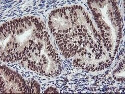 ZFP36 Mouse anti-Human, Clone: OTI1A2, liquid, TrueMAB 100 &mu;L; Unconjugated:Antibodies,