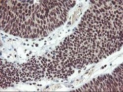 ZFP36 Mouse anti-Human, Clone: OTI1A2, liquid, TrueMAB 100 &mu;L; Unconjugated:Antibodies,