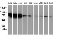 ZFP36 Monoclonal Antibody (OTI4B10), TrueMAB , OriGene 100 &mu;L; Unconjugated:Antibodies,
