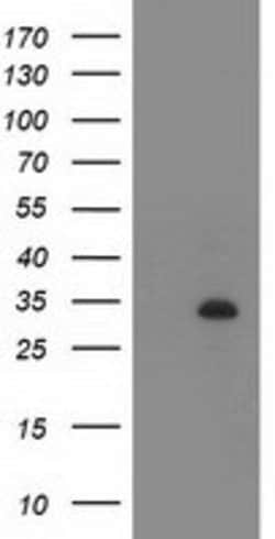 ZFP36 Mouse anti-Human, Clone: OTI3H1, lyophilized, TrueMAB 100 &mu;g;