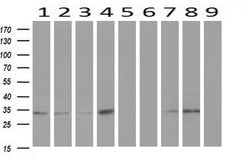 ZFP36 Monoclonal Antibody (OTI4E1), TrueMAB , OriGene:Antibodies:Primary