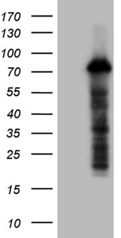 ZFP37 Mouse anti-Human, Clone: OTI3E7, lyophilized, TrueMAB 100 &mu;g;