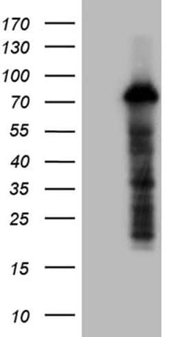 ZFP37 Monoclonal Antibody (OTI3E7), TrueMAB , OriGene 100 &mu;L; Unconjugated:Antibodies,