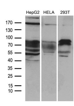ZFP37 Monoclonal Antibody (OTI5E3), TrueMAB , OriGene 30 &mu;L; Unconjugated:Antibodies,