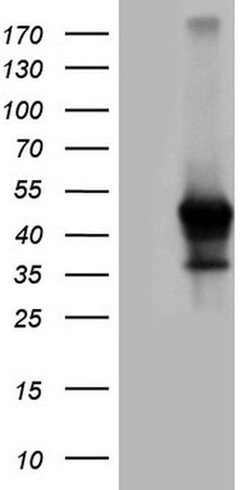 ZFP42 Monoclonal Antibody (OTI3H9), TrueMAB , OriGene 100 &mu;L; Unconjugated:Antibodies,