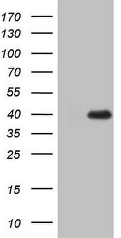ZFP42 Monoclonal Antibody (OTI9E8), TrueMAB , OriGene 30 &mu;L; Unconjugated:Antibodies,
