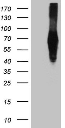 ZFP82 Monoclonal Antibody (OTI5D8), TrueMAB , OriGene 100 &mu;L; Unconjugated:Antibodies,