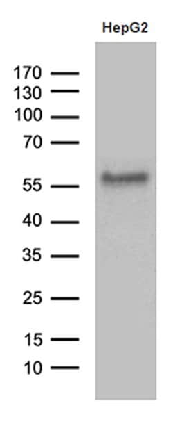 ZFP82 Monoclonal Antibody (OTI5D8), TrueMAB , OriGene 100 &mu;L; Unconjugated:Antibodies,