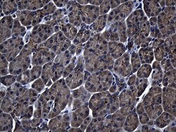 ZFYVE1 Mouse anti-Human, Clone: OTI4B3, lyophilized, TrueMAB 100 &mu;g;