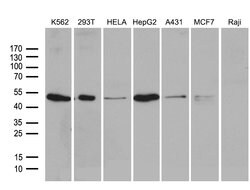 ZFYVE1 Monoclonal Antibody (OTI4H7), TrueMAB , OriGene:Antibodies:Primary