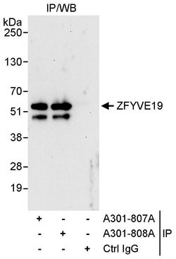 ZFYVE19 Rabbit anti-Human, Polyclonal, Bethyl Laboratories 10 &mu;L; Unconjugated:Antibodies,