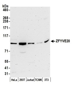 ZFYVE20/Rabenosyn 5 Polyclonal Antibody, Bethyl Laboratories 20 &mu;L | Buy Online | Bethyl Laboratories, Inc | Fisher Scientific