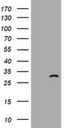 ZFYVE21 Monoclonal Antibody (OTI2B12), TrueMAB , OriGene 100 &mu;L; Unconjugated:Antibodies,