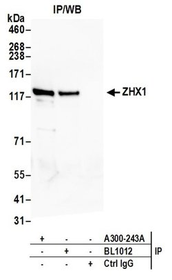 ZHX1 Rabbit anti-Human, Polyclonal, Bethyl Laboratories 100 &mu;L; Unconjugated:Antibodies,