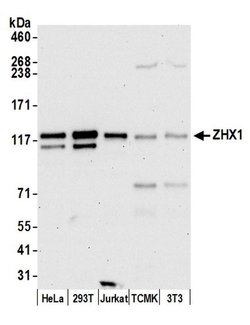 ZHX1 Rabbit anti-Human, Polyclonal, Bethyl Laboratories 100 &mu;L; Unconjugated:Antibodies,