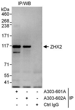 ZHX2 Rabbit anti-Human, Polyclonal, Bethyl Laboratories 100 &mu;L | Buy Online | Bethyl Laboratories, Inc | Fisher Scientific