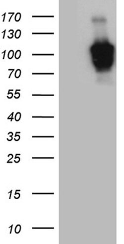 ZHX2 Mouse anti-Human, Clone: OTI9A5, lyophilized, TrueMAB 100 &mu;g; Unconjugated:Antibodies,