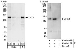 ZHX3 Rabbit anti-Human, Polyclonal, Bethyl Laboratories 100 &mu;L; Unconjugated:Antibodies,