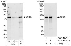 ZHX3 Rabbit anti-Human, Polyclonal, Bethyl Laboratories 100 &mu;L; Unconjugated:Antibodies,