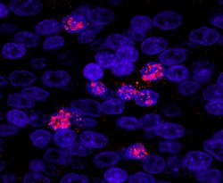 ZHX3 Polyclonal Antibody, Bethyl Laboratories 10 &mu;L; Unconjugated:Antibodies,