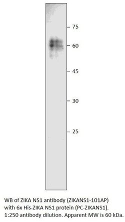 Zika Virus NS1 Rabbit anti-Virus, Polyclonal, FabGennix 200 &mu;L; Unconjugated:Antibodies,