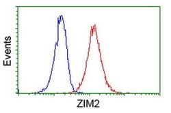 ZIM2 Monoclonal Antibody (OTI5C7), TrueMAB , OriGene:Antibodies:Primary