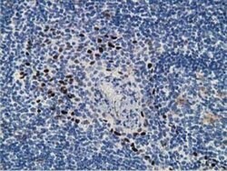 ZIM2 Monoclonal Antibody (OTI5E12), TrueMAB , OriGene 100 &mu;L; Unconjugated:Antibodies,