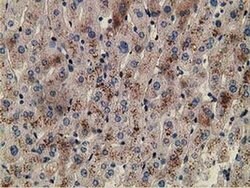 ZIM2 Monoclonal Antibody (OTI5E12), TrueMAB , OriGene 100 &mu;L; Unconjugated:Antibodies,
