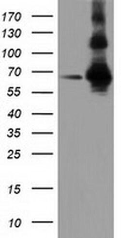 ZIM2 Monoclonal Antibody (OTI5E12), TrueMAB , OriGene 100 &mu;L; Unconjugated:Antibodies,