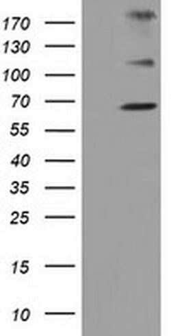 ZIM2 Monoclonal Antibody (OTI7G1), TrueMAB , OriGene 30 &mu;L; Unconjugated:Antibodies,