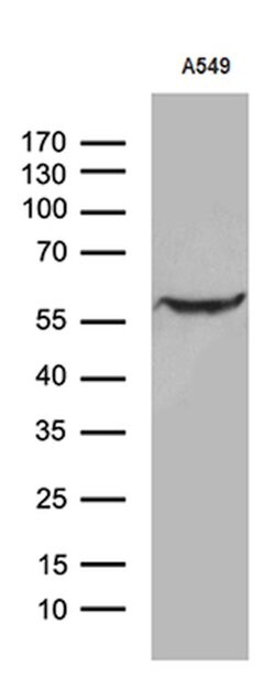 ZNF19 Mouse anti-Human, Clone: OTI10C3, lyophilized, TrueMAB 100 &mu;g;