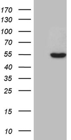 ZNF2 Monoclonal Antibody (OTI2B11), TrueMAB , OriGene 30 &mu;L; Unconjugated:Antibodies,