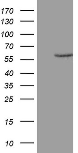 ZNF213 Monoclonal Antibody (OTI1A12), TrueMAB , OriGene:Antibodies:Primary