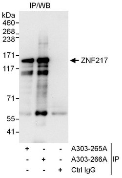 ZNF217 Rabbit anti-Human, Polyclonal, Bethyl Laboratories 100 &mu;L; Unconjugated:Antibodies,