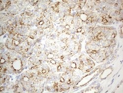 ZNF217 Mouse anti-Human, Clone: OTI2B4, lyophilized, TrueMAB 100 &mu;g;