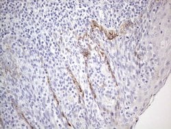 ZNF217 Mouse anti-Human, Clone: OTI2B4, lyophilized, TrueMAB 100 &mu;g;