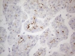 ZNF217 Mouse anti-Human, Clone: OTI2B4, lyophilized, TrueMAB 100 &mu;g;